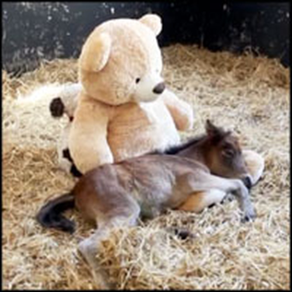 Orphaned Pony Gets Comfort From an Unlikely Place