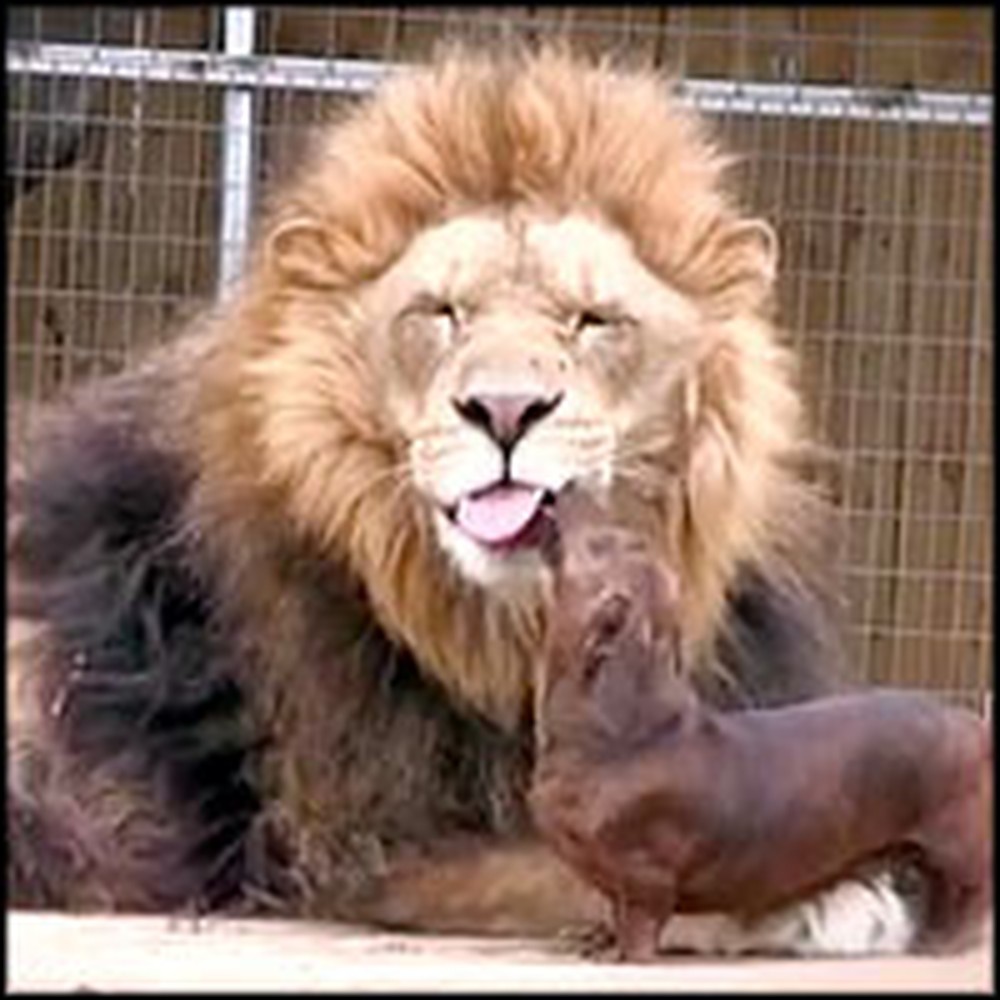 Full Grown Lion and Tiny Dog are Adorable Best Friends