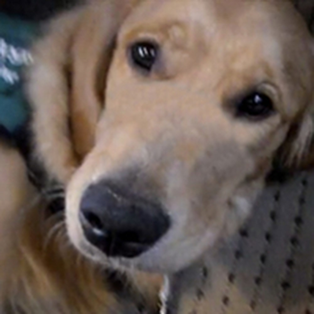 Guide Dog Makes a Joyful Noise During a Hymn at Church