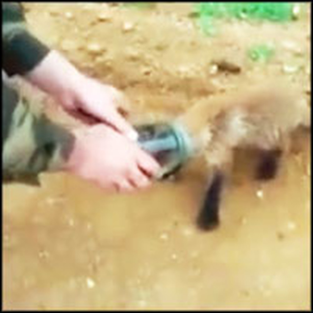 Suffocating Baby Fox Goes to Soldiers for Help