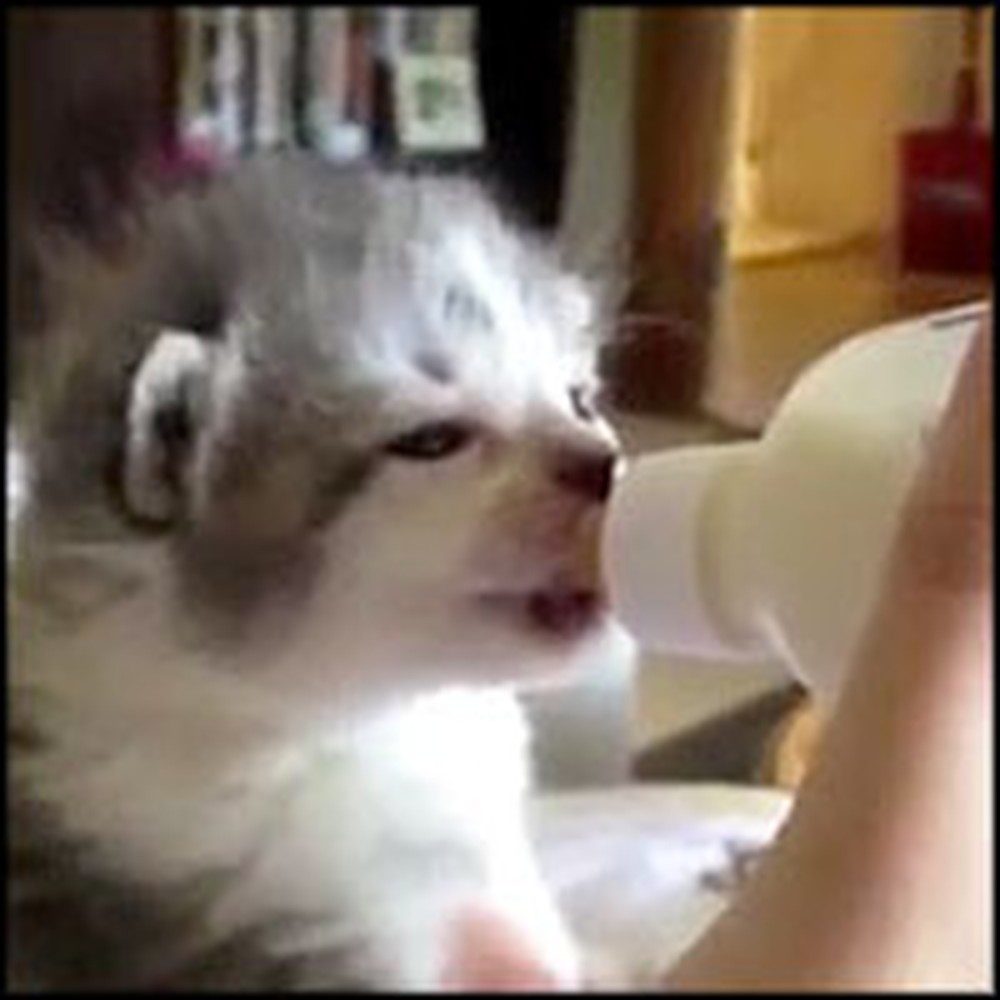 Bottle-Fed Kitten Does the Cutest Thing With His Ears