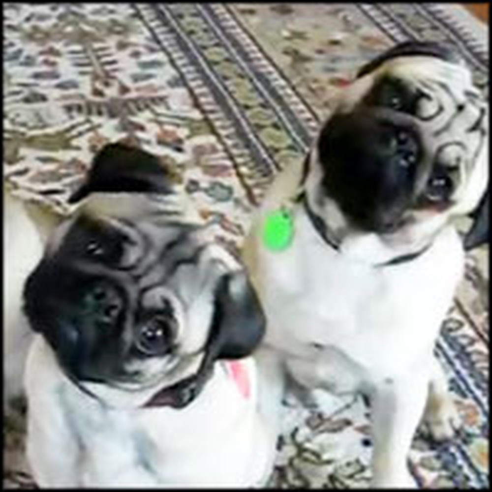 See Why These Cute Pugs Simultaneously Tilt Heads