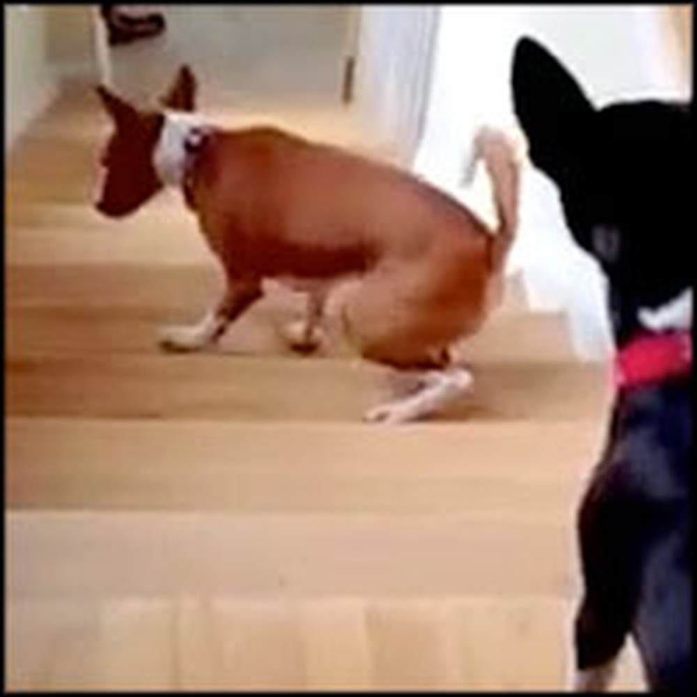 Silly Dog Takes the Stairs in an Unusually Funny Way