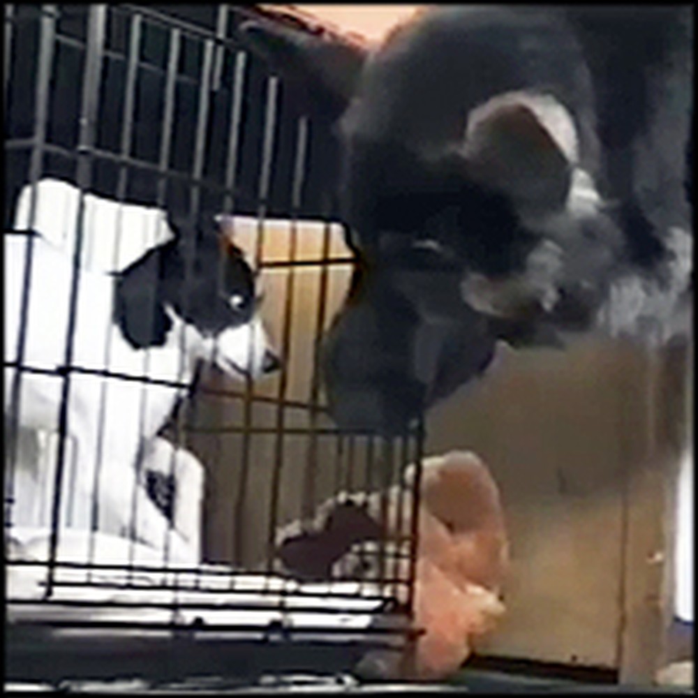 Clever Dog Helps His Pal Escape from Crate