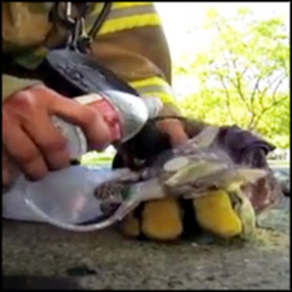 Tiny Kitten Brought Back to Life by a Heroic Firefighter