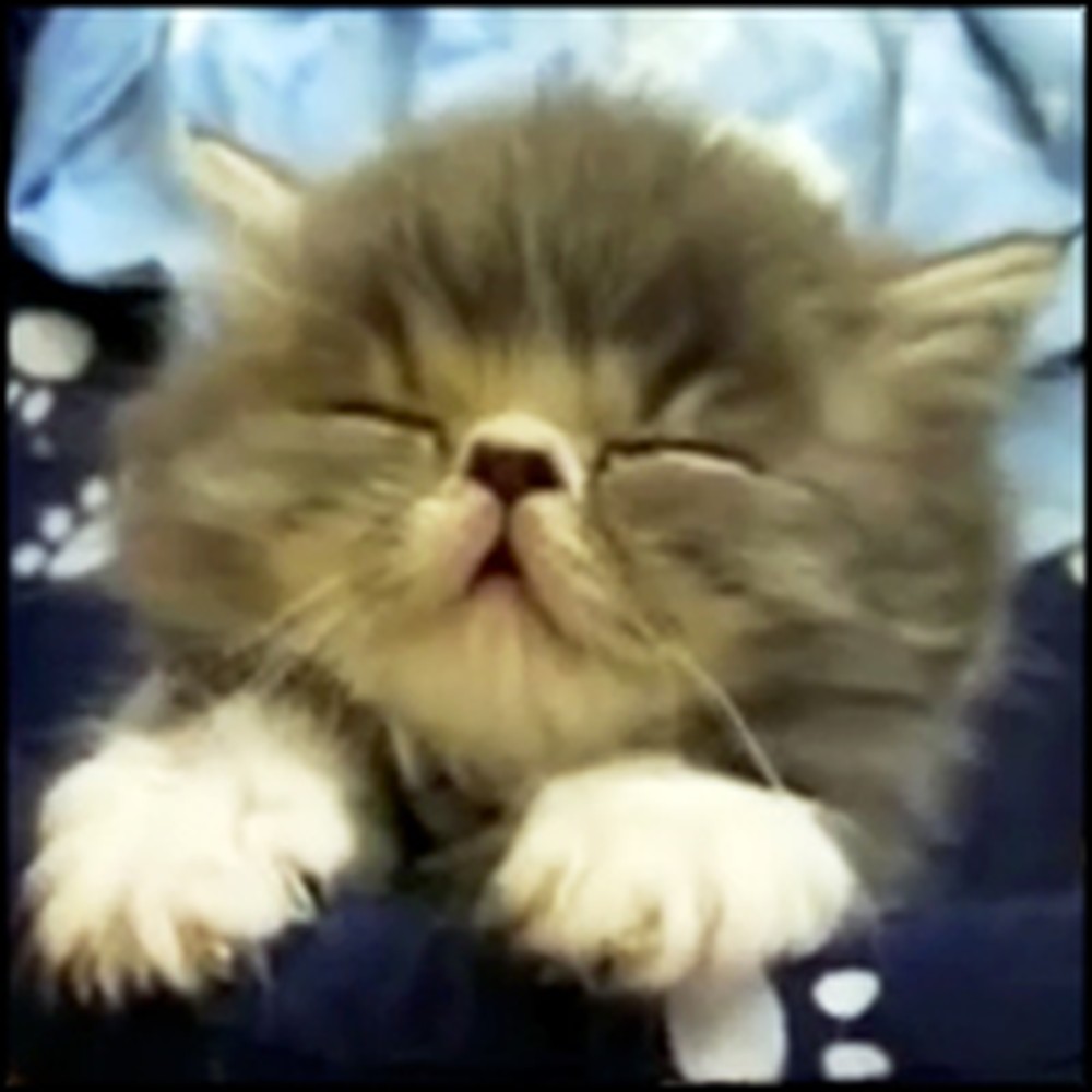 10 Cutest Sleepy Pets on the Internet