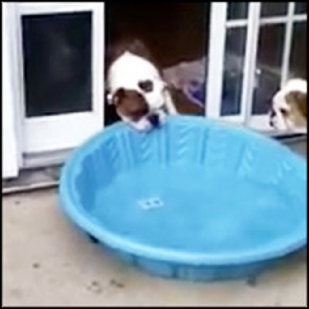 Clever Bulldog Loves Swimming... So He Tries to Take the Pool Inside