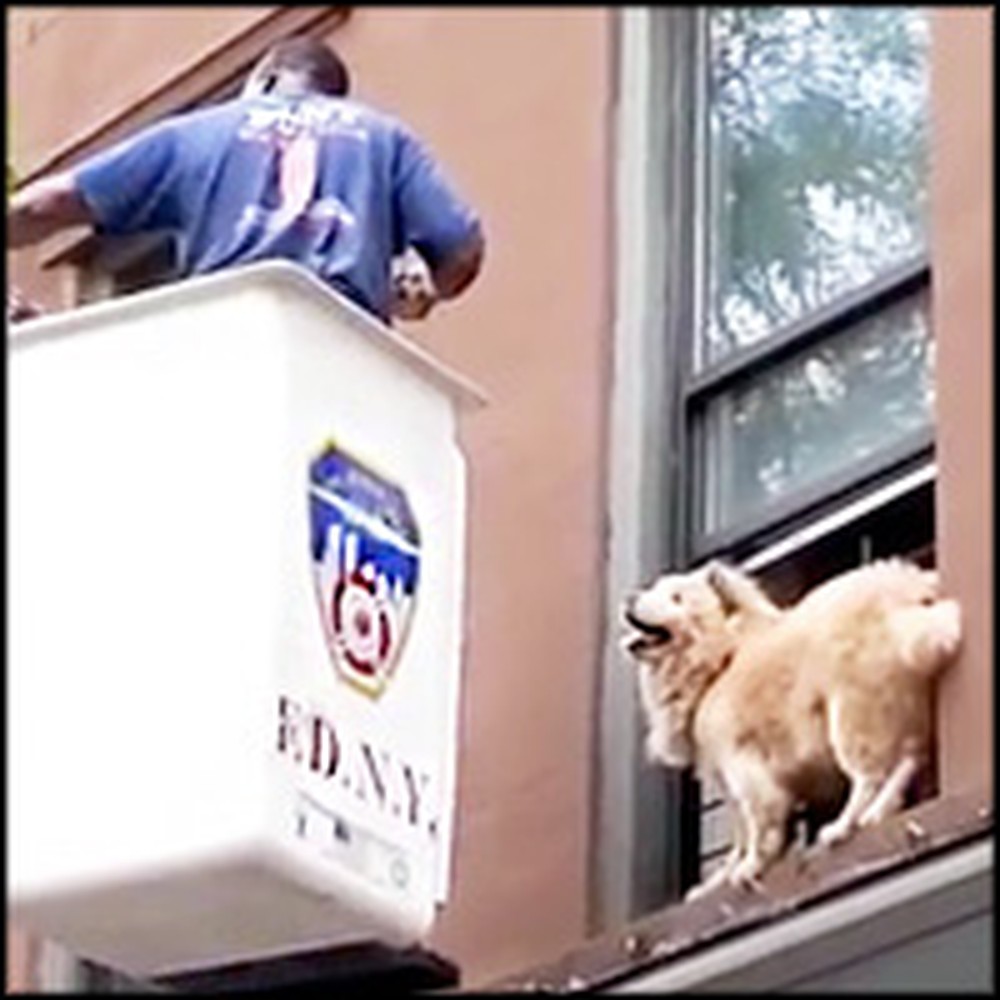 Dog Stranded on Window Ledge Gets Unbelievable Rescue from Heroic Firefighter