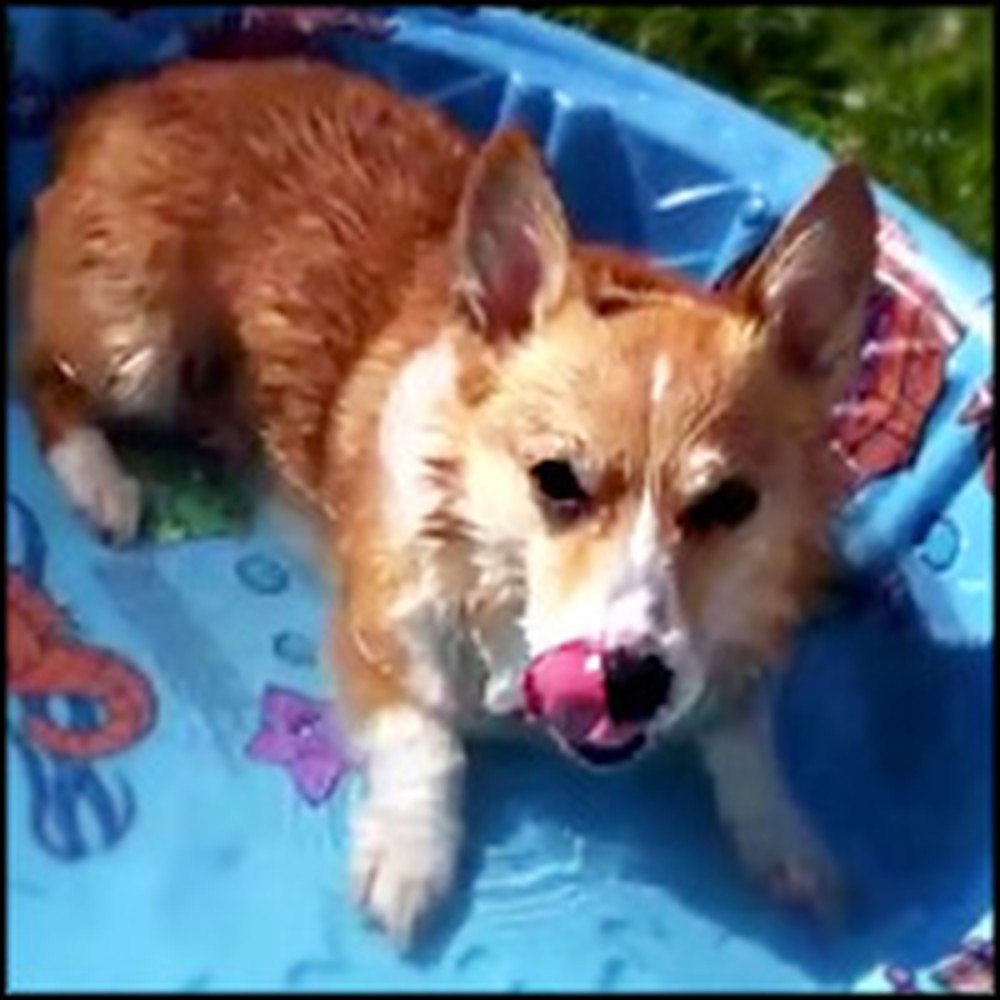 Cute Corgi Can't Contain His Excitement Over New Doggie Pool