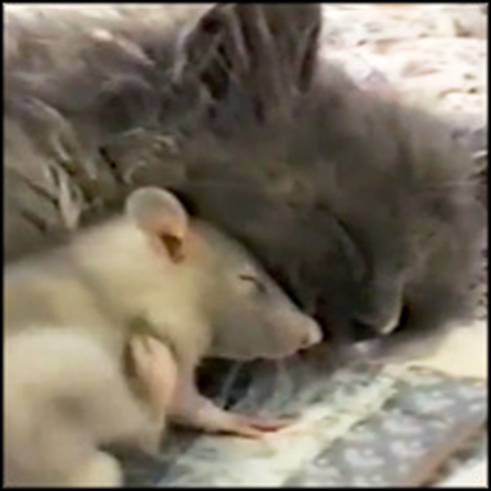 Tiny Mouse and Innocent Kitten Snuggle Sweetly Together