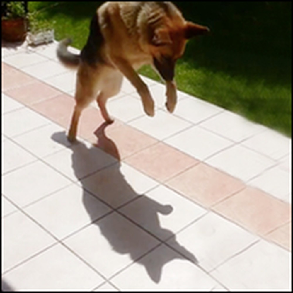 Happy German Shepherd Plays With His Own Shadow