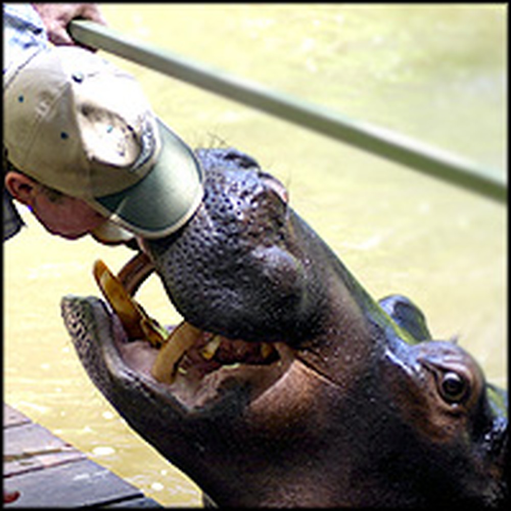Couple Has a Special Bond With an Unusual Jungle Creature- a Hippo