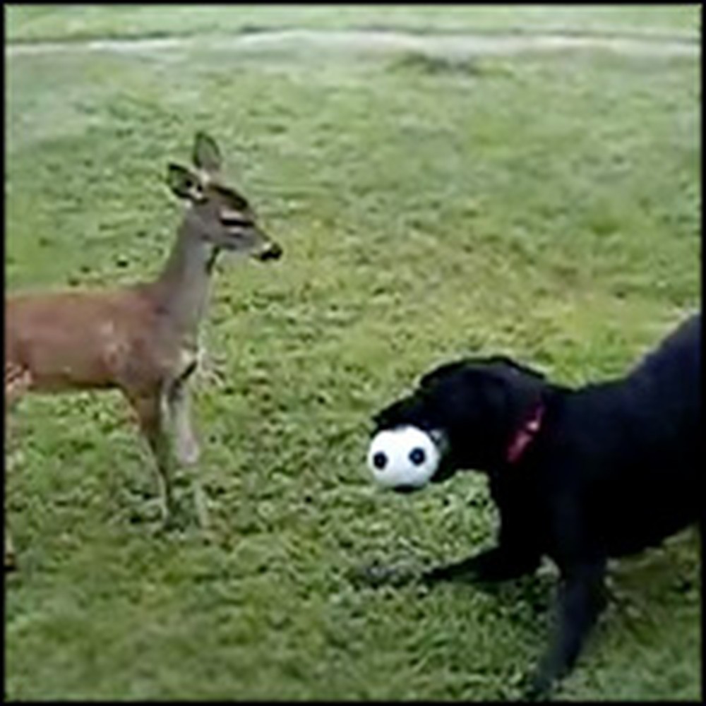 Dog and Baby Deer Play With a Ball - Adorable Best Friends