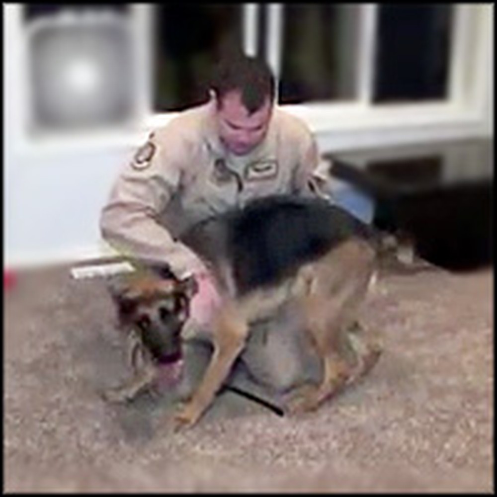 German Shepherd Can't Contain Her Joy When Her Soldier Comes Home