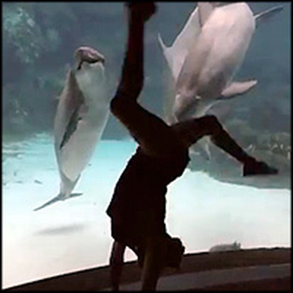 Silly Girl Entertains a Curious Dolphin with Acrobatics