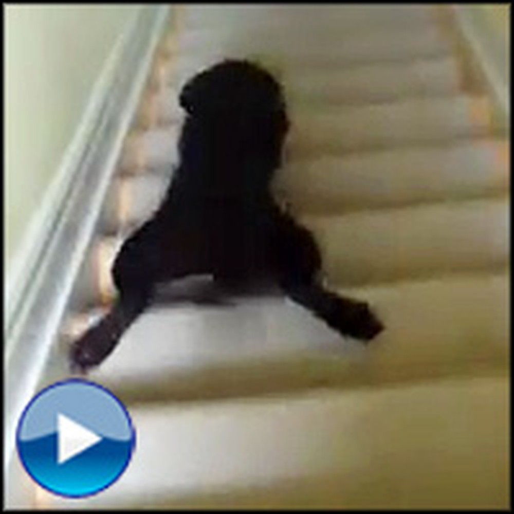 Puppy's Hilarious Way of Going Down Stairs Will Make You Smile