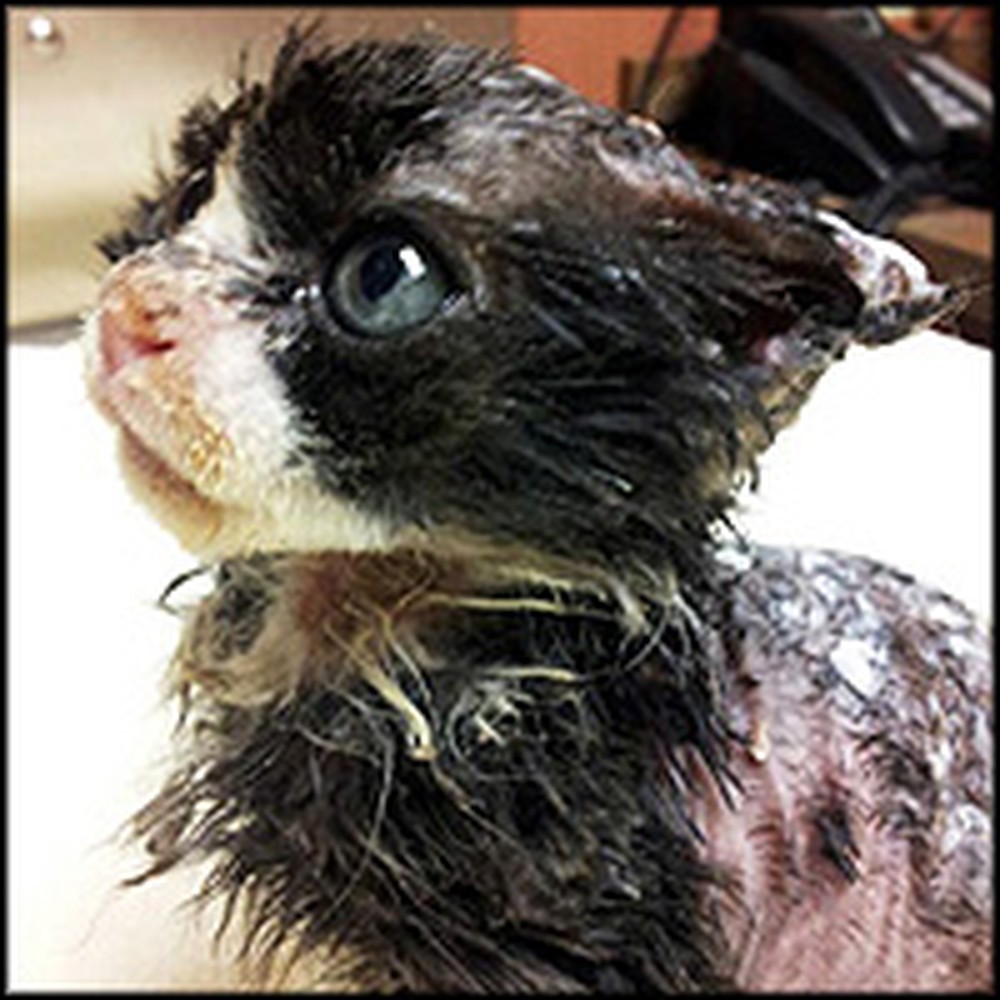 Cruelly Abused & Burned Cat Miraculously Recovers