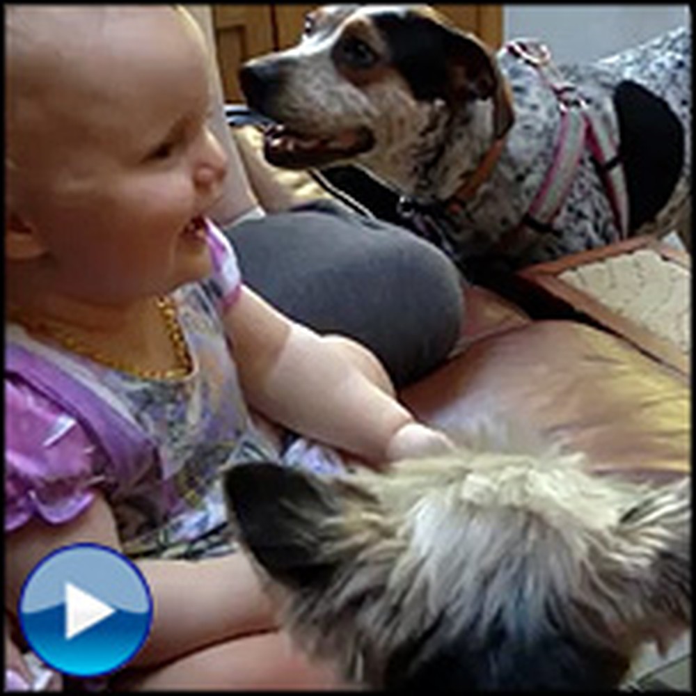 Darling Little Girl Has the Cutest Reaction to an Animal Video
