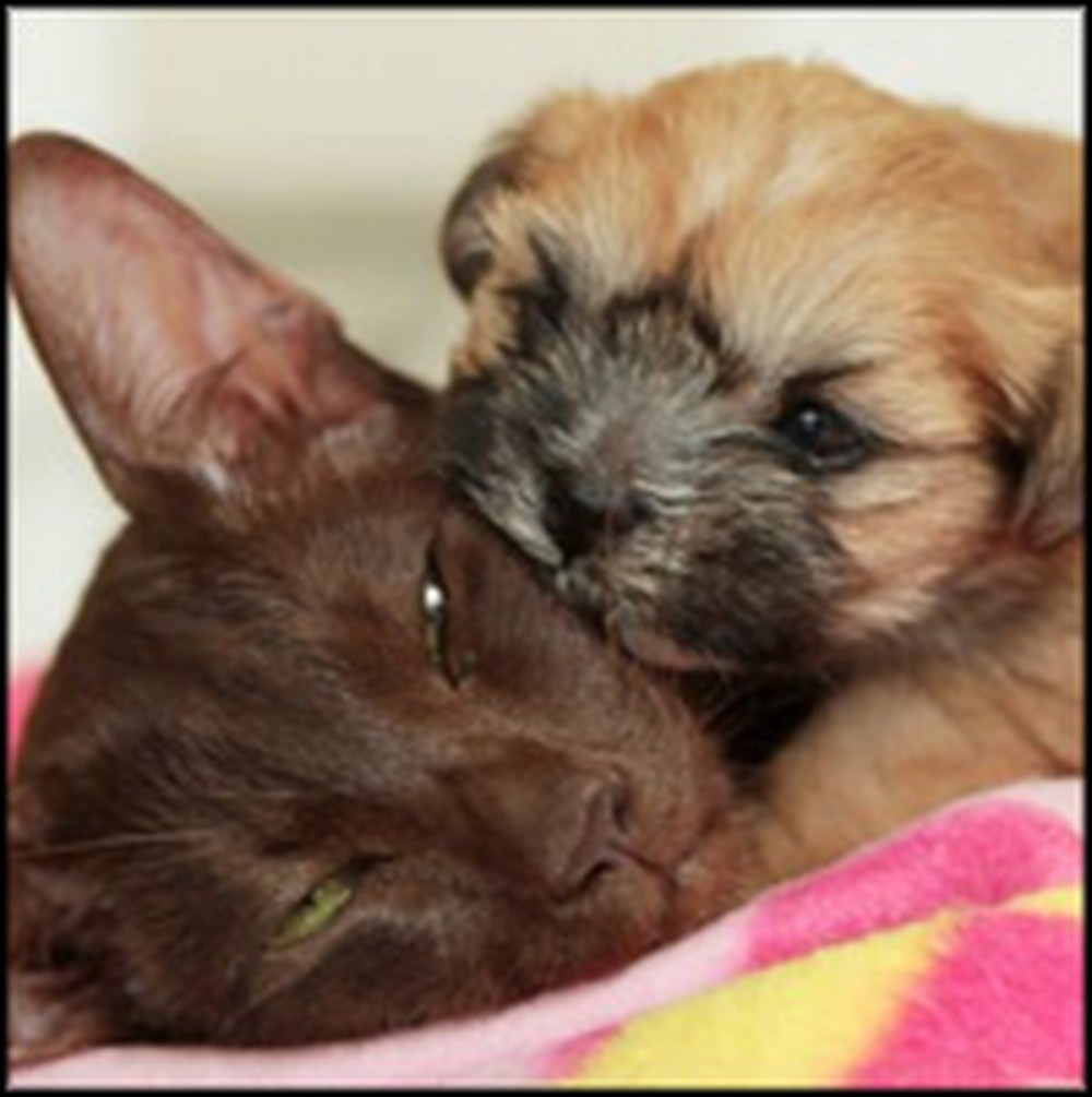 Rejected Puppy Finds a New Mom... And She's a Cat