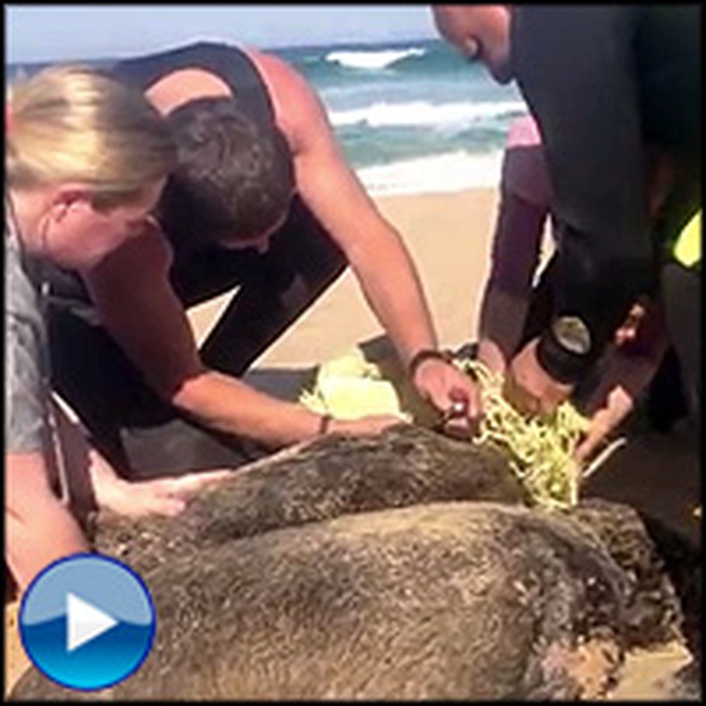 Tourists Rescue a Suffocating Seal Found Trapped in Nets