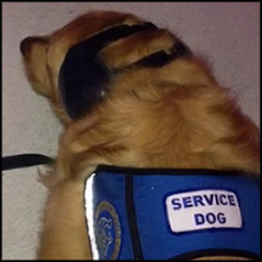 Subtle Act of Kindness Performed for Service Dog Will Melt Your Heart