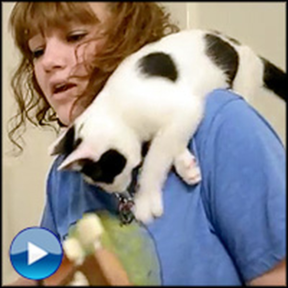 Curious Kitten Interrupts a Music Video -This is Too Funny!