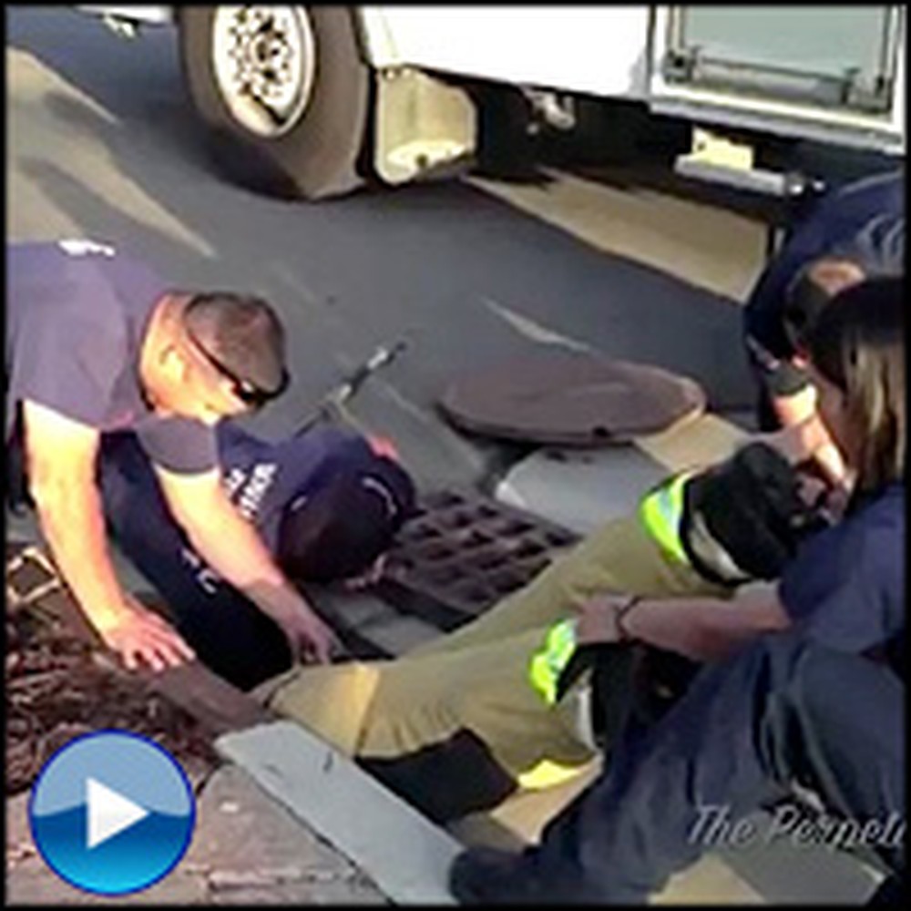 Firefighters Save Adorable Animal Family From the Sewer