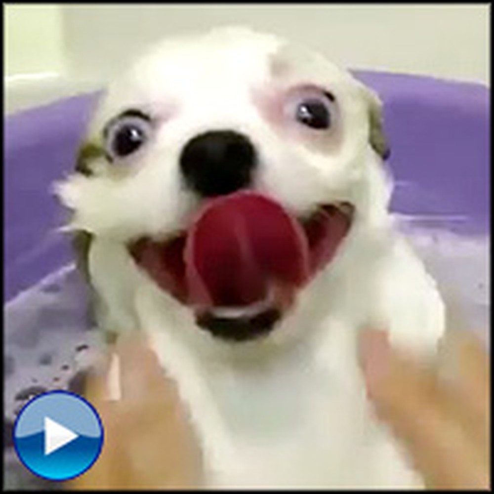 These Dogs Love Water So Much, They Can't Contain Their Joy