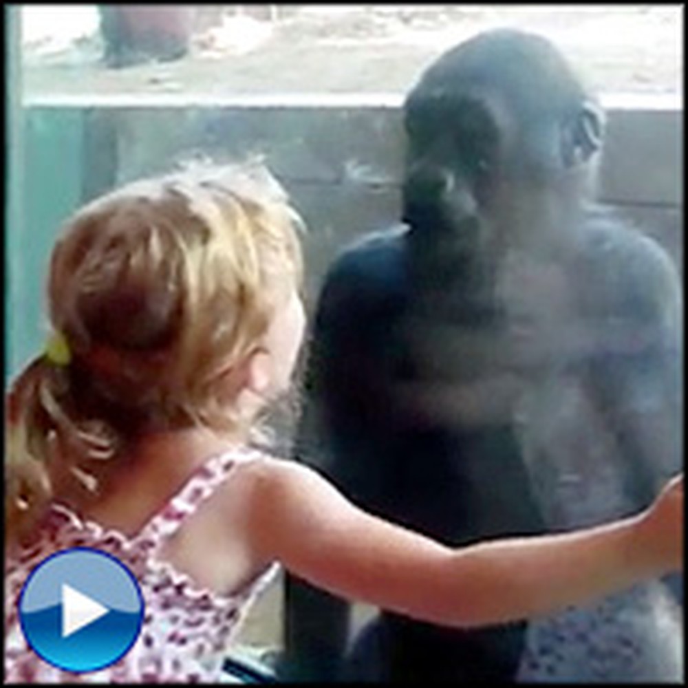 Little Girl Befriends a Baby Gorilla - It's the Cutest Thing Ever