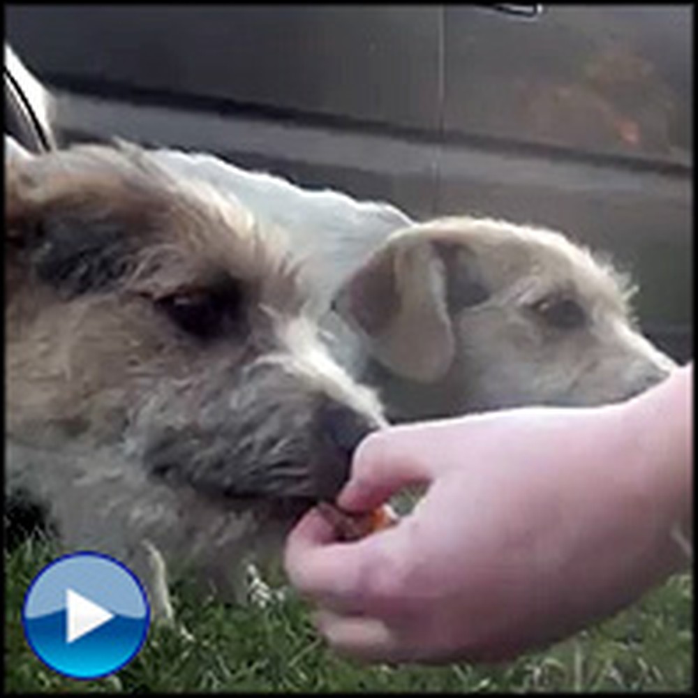 An Abandoned Dog Family Gets Saved From a Terrible Life on the Streets