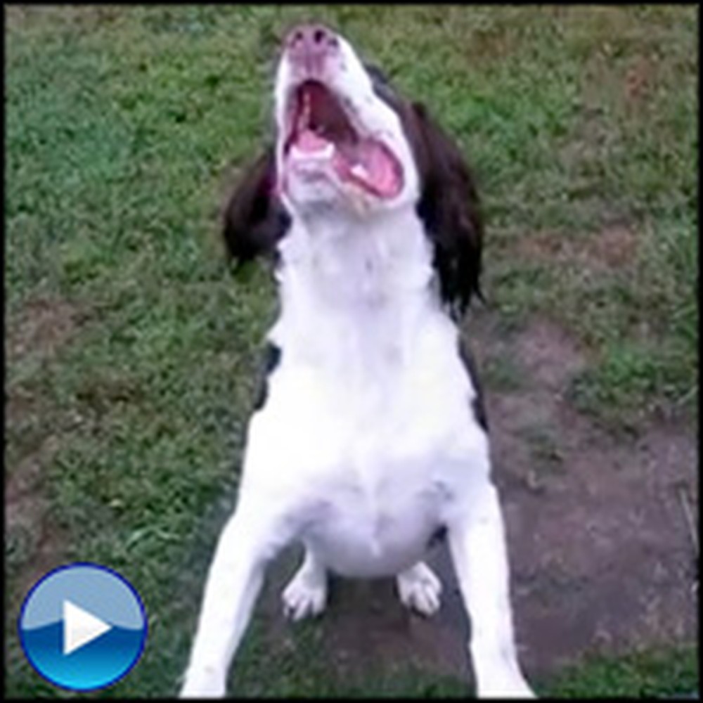 Handicapped Dog Learns to Play Fetch... With a Little Help