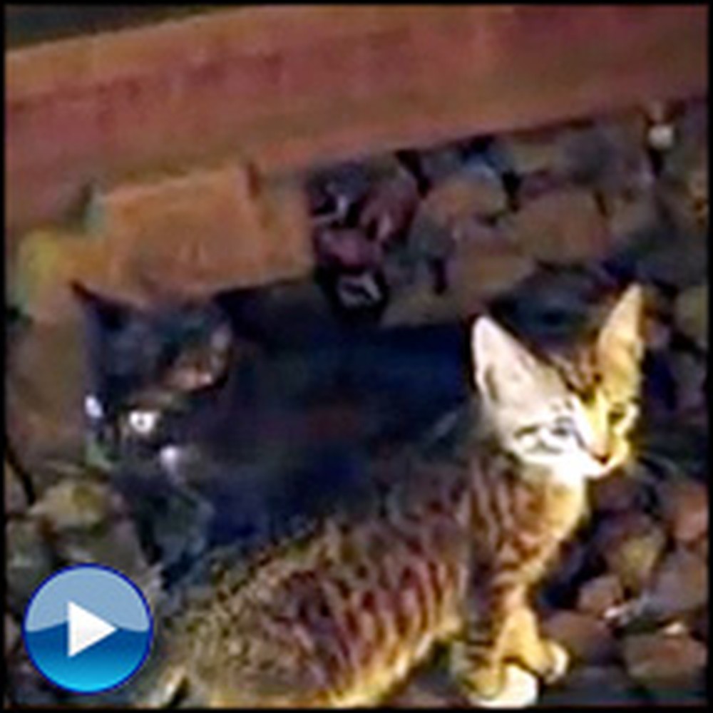 Two Kittens Do the Unthinkable and Stop Subway Service in NYC
