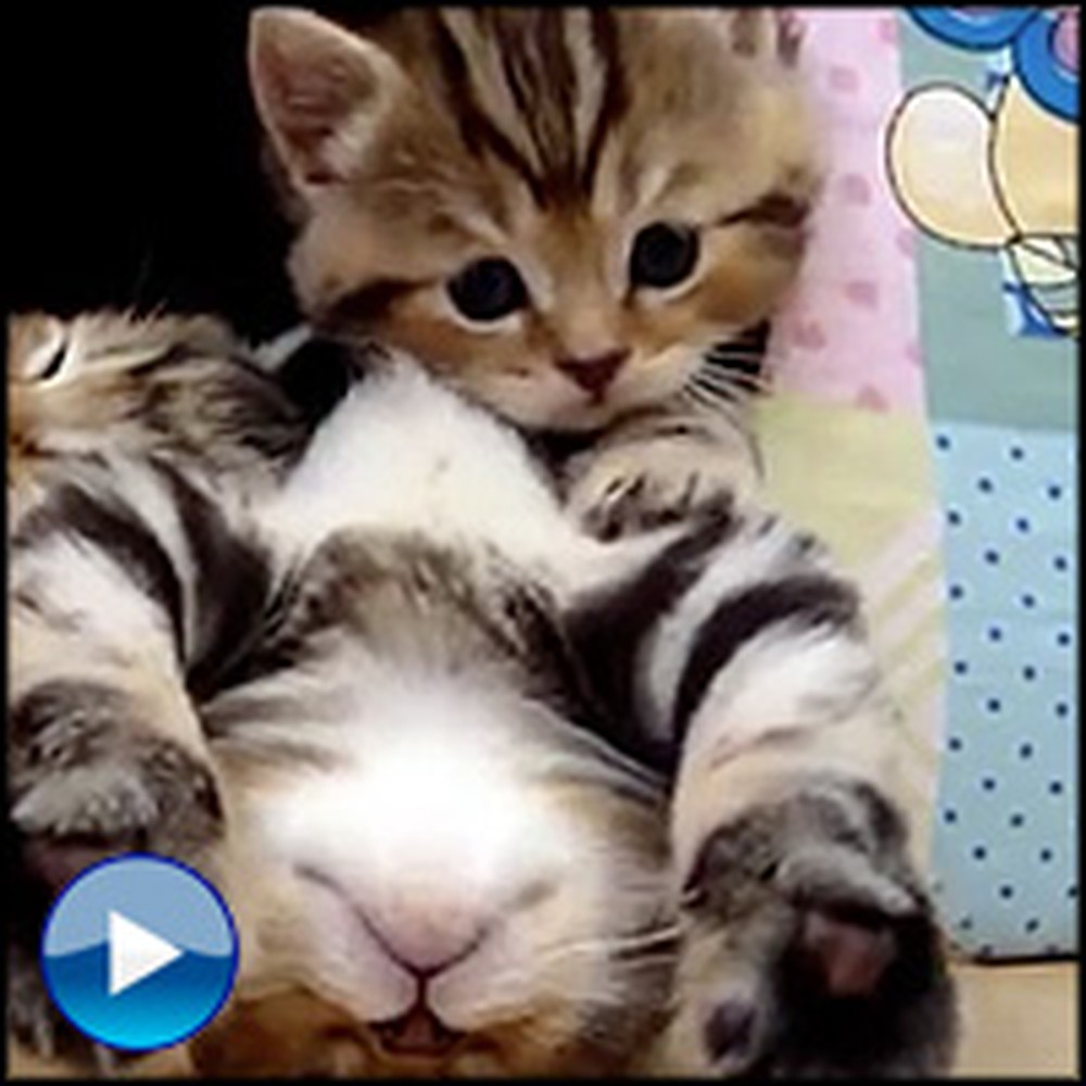 Overly Polite Kitten Doesn't Want to Disturb Her Siblings... So She Does This