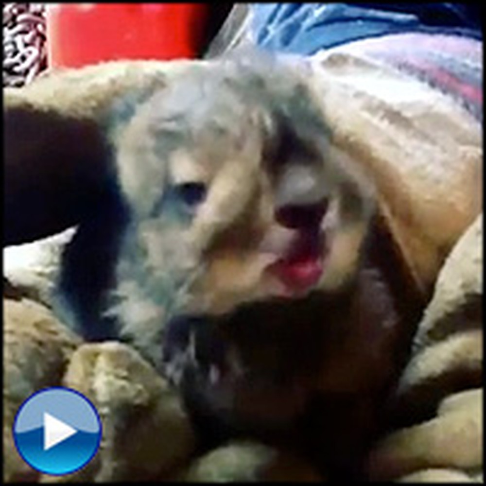 A Rescued Baby Bunny Has an Adorable Sneeze Attack - So Cute