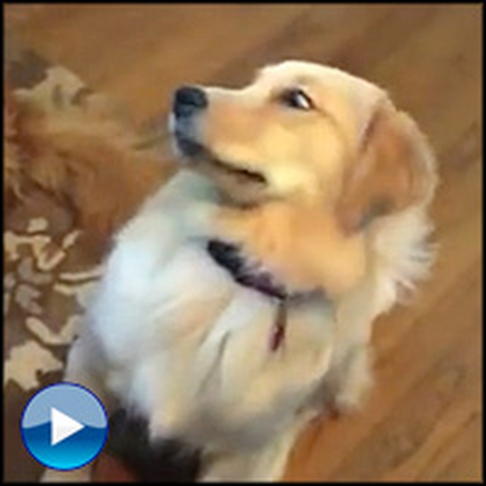Hilarious Dog Forgets How to Play Catch - LOL
