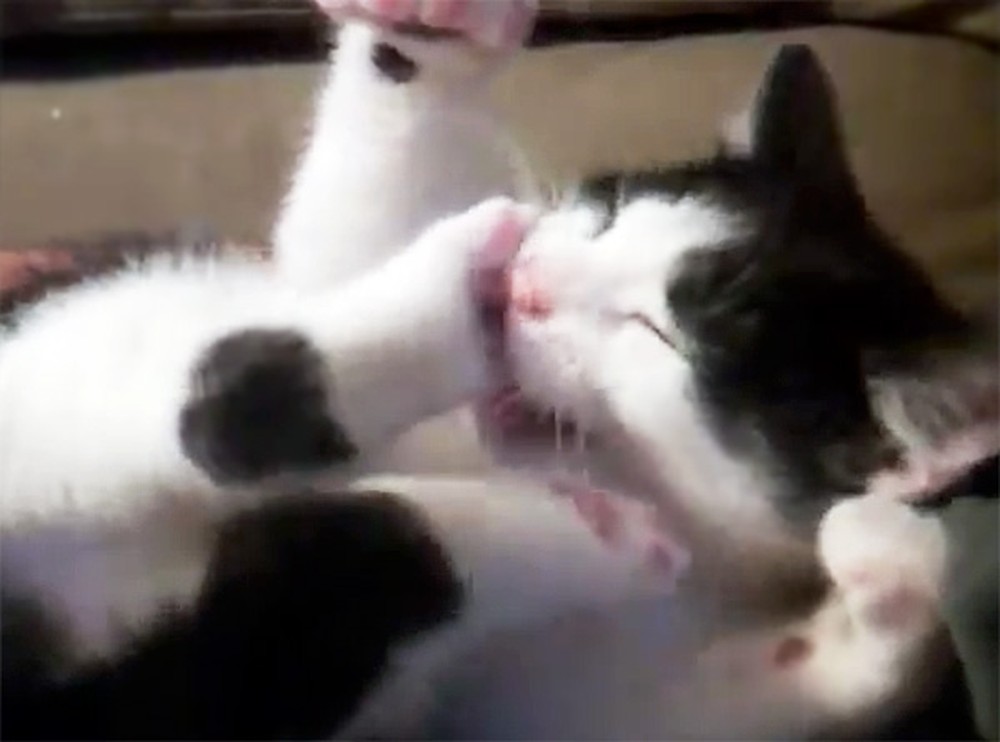 Fiesty Kitten Gets Into an Epic Fight... With His Own Feet! Too Cute!