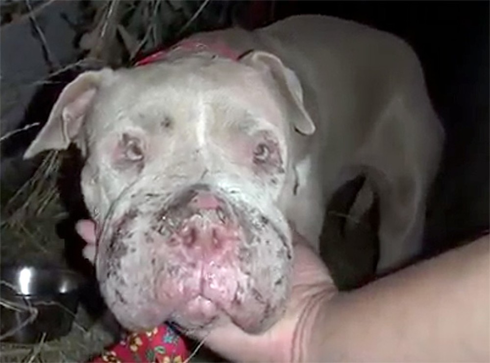 Rescued Bait Dog Undergoes an Unbelievable Transformation... Grab Your Tissues. :)