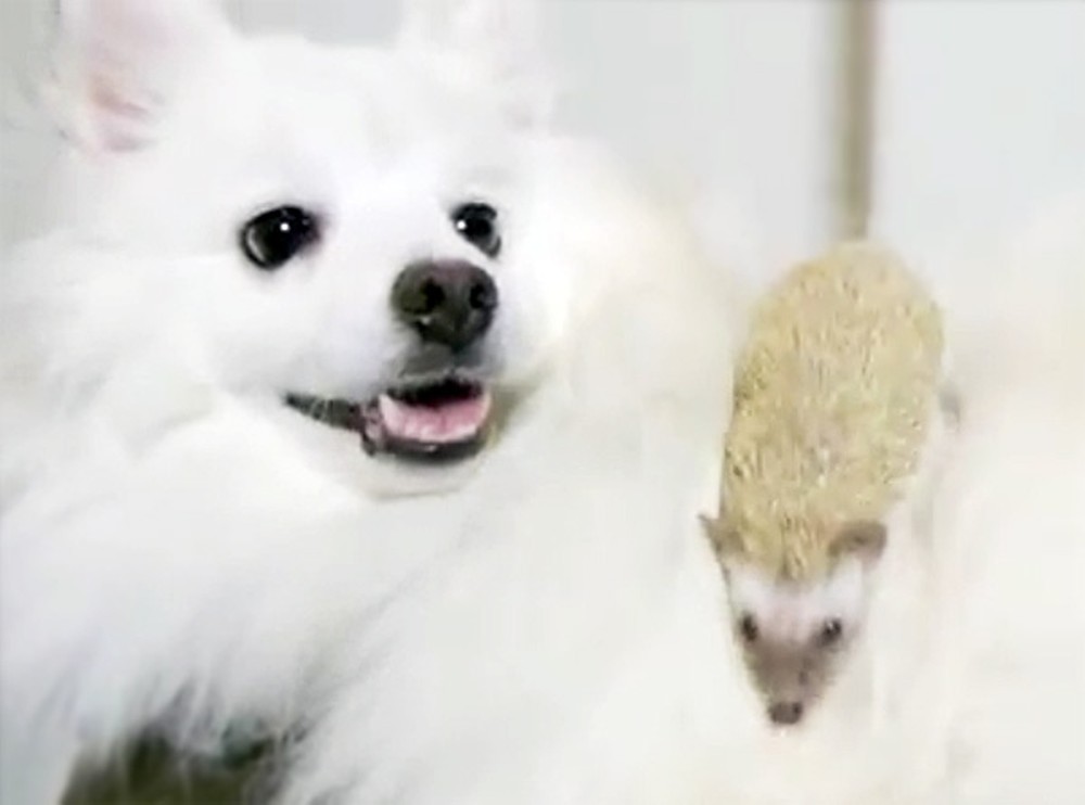 What Happens When This Dog Meets a Hedgehog is So Cute