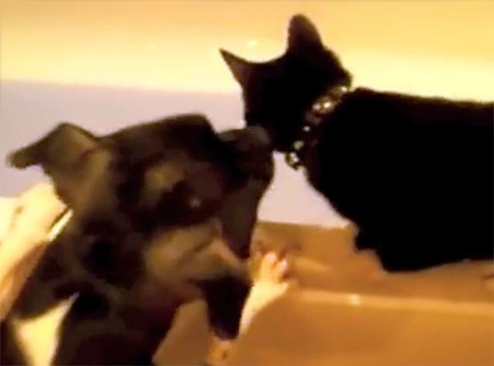 Dog Plays a Prank on His Cat Friend... and It's Hilarious!