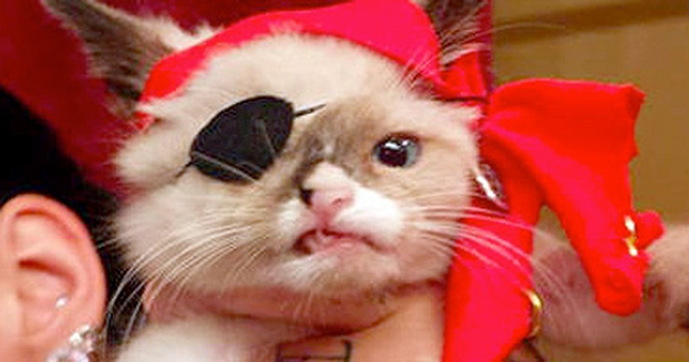 Fall in Love With This One-Eyed Pirate Kitten - He's Helping Other Kitties Find Homes