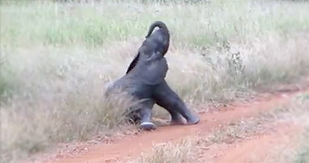 Sweet Baby Elephant Discovers His Trunk and Feet for the First Time