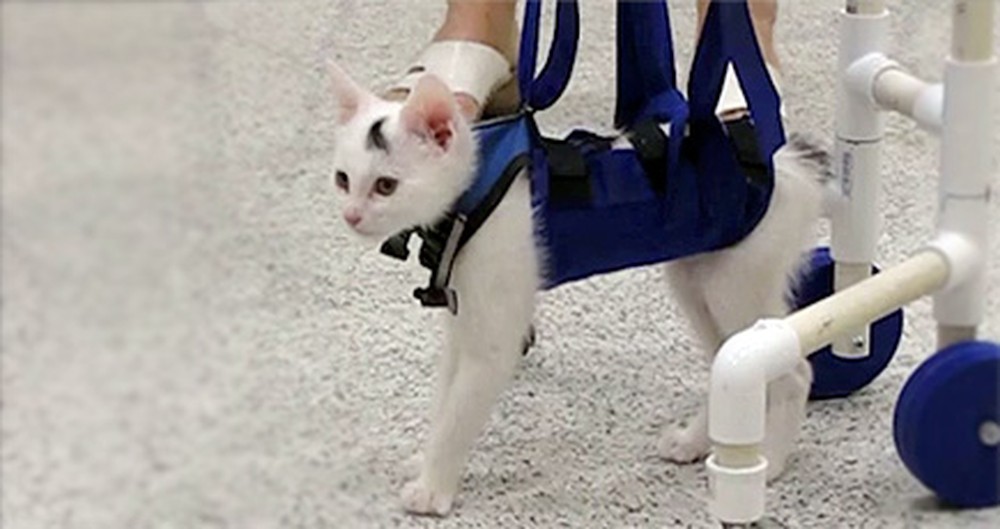 A Kitten Shocks Vets by Overcoming a Crippling Disorder - a Fluffy Miracle!