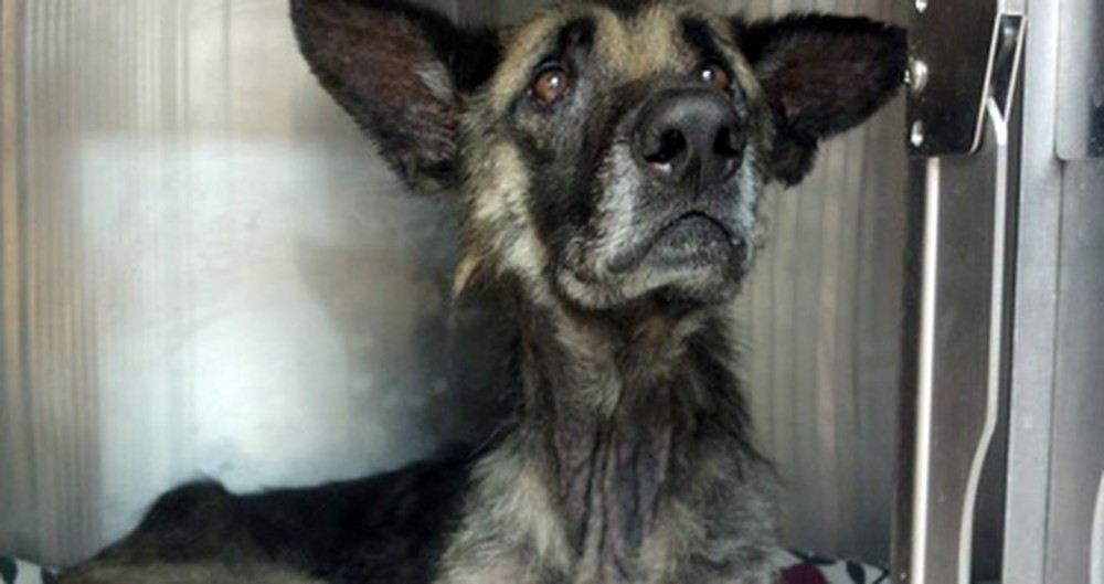 What One Man Did to This Dog is Sickening - But Then Angels Saved His Life :)