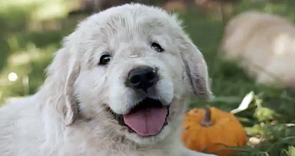 Watch These Fluffy Puppies Experience Autumn for the First Time - It'll Brighten Your Day :)