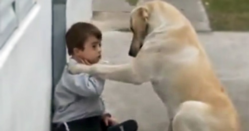 Loving Dog Takes Care of a Little Boy With Down Syndrome