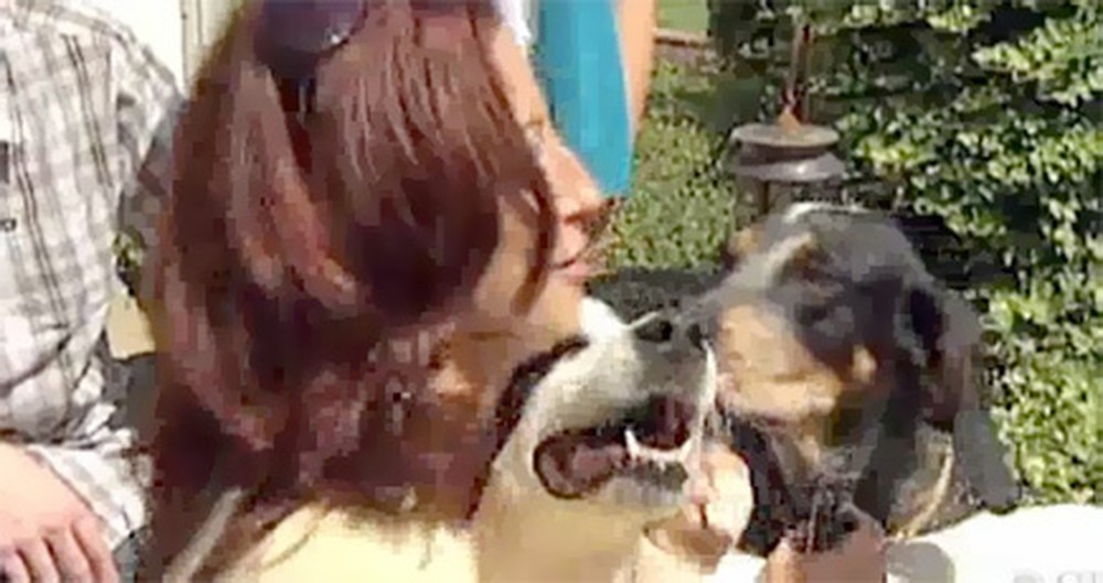 This Dog Was Lost for 4 Years... But Then She Finally Found her Family.