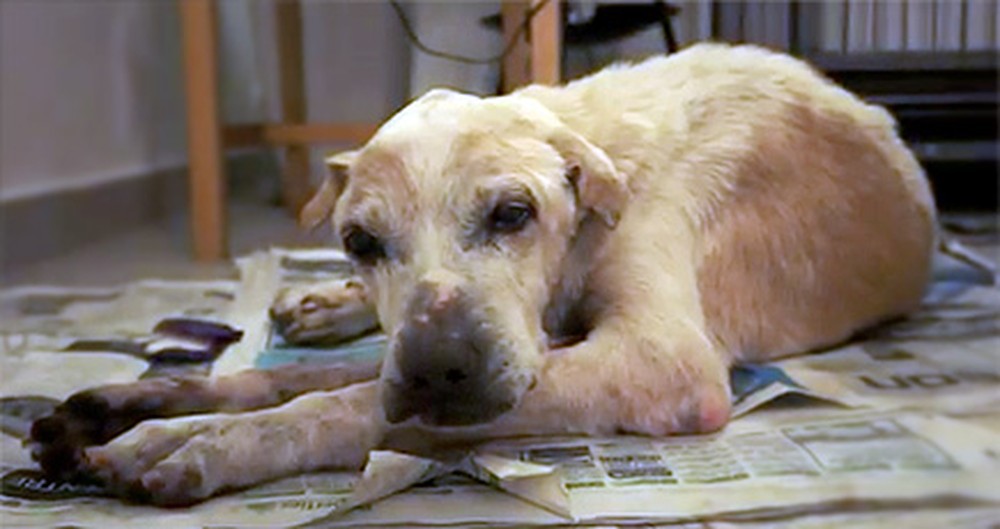 Lonely Old Dog Has His Dying Wish Come True - To Be Loved â™¥