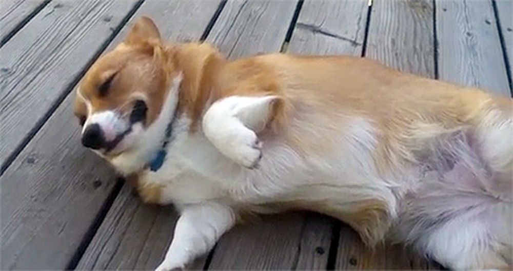 This Guilty Corgi Will Melt Your Heart Into Pieces - Just See What She Does. :)