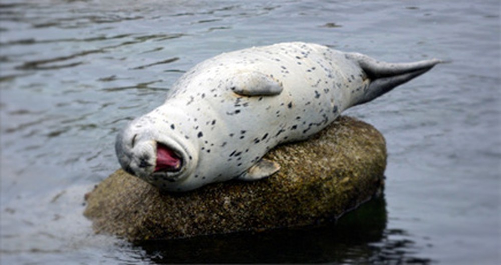 This Laughing Seal is Going to Give You the Giggles - a Joyous Creature of God