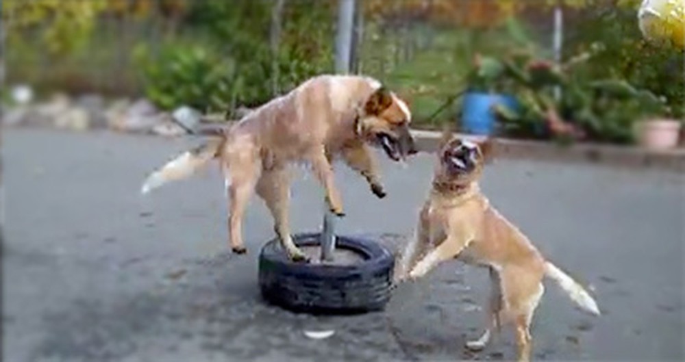 Two Adorable Dogs Play the Cutest Game of Tetherball Ever - Aww!